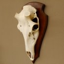 Rothirschschädel (ohne Geweih) AF 4,1 x 3,8 cm echter Schädel Skelette Kopf Trophäenschild