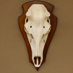 Rothirschschädel (ohne Geweih) AF 4,1 x 3,8 cm echter Schädel Skelette Kopf Trophäenschild