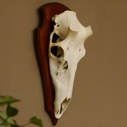 Rothirschschädel (ohne Geweih) AF 4,1 x 3,8 cm echter Schädel Skelette Kopf Trophäenschild