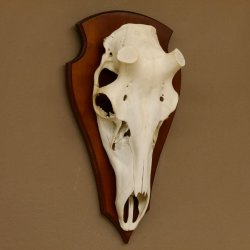 Rothirschschädel (ohne Geweih) AF 4,1 x 3,8 cm echter Schädel Skelette Kopf Trophäenschild