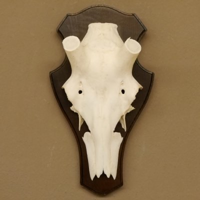 Rothirschschädel (ohne Geweih) AF 4,4 x 3,5 cm echter Schädel Skelette Kopf Trophäenschild