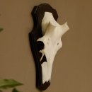 Rothirschschädel (ohne Geweih) AF 4,4 x 3,5 cm echter Schädel Skelette Kopf Trophäenschild