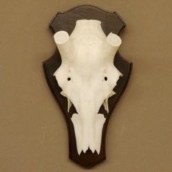 Rothirschschädel (ohne Geweih) AF 4,4 x 3,5 cm echter Schädel Skelette Kopf Trophäenschild