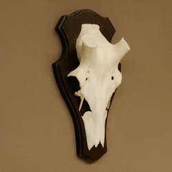 Rothirschschädel (ohne Geweih) AF 4,4 x 3,5 cm echter Schädel Skelette Kopf Trophäenschild