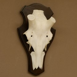 Rothirschschädel (ohne Geweih) AF 4,4 x 3,5 cm echter Schädel Skelette Kopf Trophäenschild