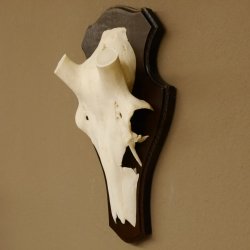 Rothirschschädel (ohne Geweih) AF 4,4 x 3,5 cm echter Schädel Skelette Kopf Trophäenschild