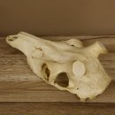 Rothirschschädel (ohne Geweih) AF 3,5 x 3 cm älter echter Schädel Skelette Kopf