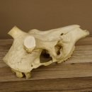 Rothirschschädel (ohne Geweih) AF 3,5 x 3 cm älter echter Schädel Skelette Kopf