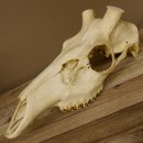 Rothirschschädel (ohne Geweih) AF 3,5 x 3 cm älter echter Schädel Skelette Kopf