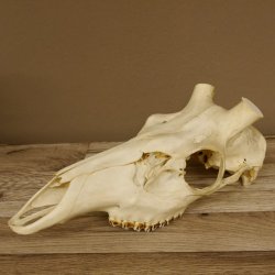 Rothirschschädel (ohne Geweih) AF 3,5 x 3 cm älter echter Schädel Skelette Kopf