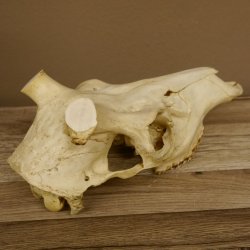 Rothirschschädel (ohne Geweih) AF 3,5 x 3 cm älter echter Schädel Skelette Kopf