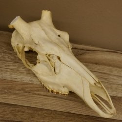 Rothirschschädel (ohne Geweih) AF 3,5 x 3 cm älter echter Schädel Skelette Kopf