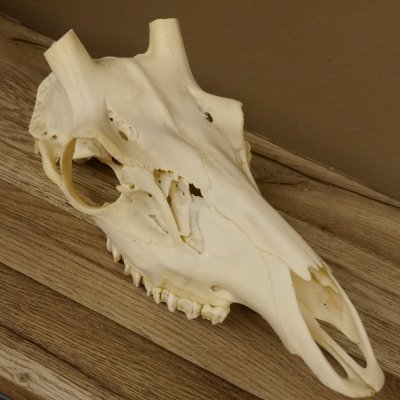 Rothirschschädel (ohne Geweih) AF 3 x 2,6 cm echter Schädel Skelette Kopf