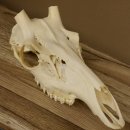 Rothirschschädel (ohne Geweih) AF 3 x 2,6 cm echter...