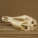 Rothirschschädel (ohne Geweih) AF 3 x 2,6 cm echter Schädel Skelette Kopf