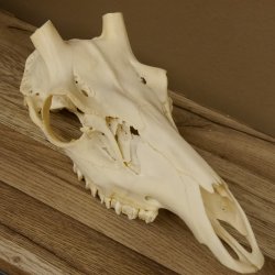 Rothirschschädel (ohne Geweih) AF 3 x 2,6 cm echter Schädel Skelette Kopf