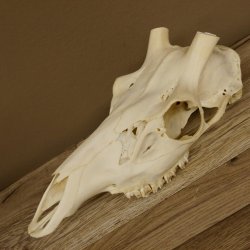 Rothirschschädel (ohne Geweih) AF 3 x 2,6 cm echter Schädel Skelette Kopf