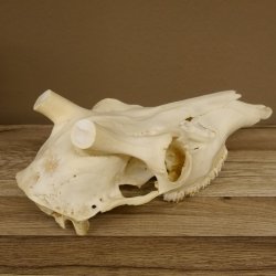 Rothirschschädel (ohne Geweih) AF 3 x 2,6 cm echter Schädel Skelette Kopf