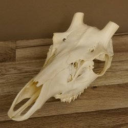 Rothirschschädel (ohne Geweih) AF 3 x 2,6 cm echter Schädel Skelette Kopf