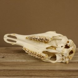 Rothirschschädel (ohne Geweih) AF 3 x 2,6 cm echter Schädel Skelette Kopf