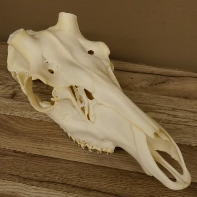 Rothirschschädel (ohne Geweih) AF 3,9 x 3,4 cm echter Schädel Skelette Kopf