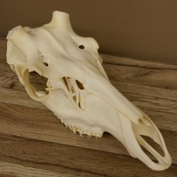 Rothirschschädel (ohne Geweih) AF 3,9 x 3,4 cm echter Schädel Skelette Kopf