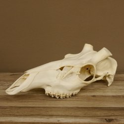 Rothirschschädel (ohne Geweih) AF 3,9 x 3,4 cm echter Schädel Skelette Kopf