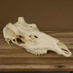 Rothirschschädel (ohne Geweih) AF 3,9 x 3,4 cm echter Schädel Skelette Kopf