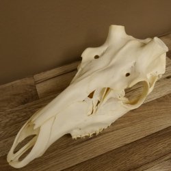 Rothirschschädel (ohne Geweih) AF 3,9 x 3,4 cm echter Schädel Skelette Kopf