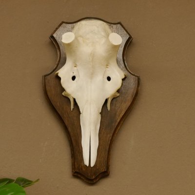Rothirschschädel (ohne Geweih) AF 3,1 x 3,4 cm echter Schädel Skelette Kopf Trophäenschild