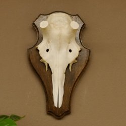 Rothirschschädel (ohne Geweih) AF 3,1 x 3,4 cm echter Schädel Skelette Kopf Trophäenschild