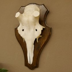 Rothirschschädel (ohne Geweih) AF 3,1 x 3,4 cm echter Schädel Skelette Kopf Trophäenschild