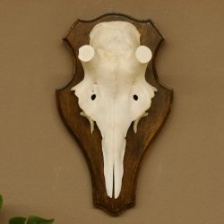 Rothirschschädel (ohne Geweih) AF 3,1 x 3,4 cm echter Schädel Skelette Kopf Trophäenschild