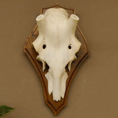 Rothirschschädel (ohne Geweih) AF 3,1 x 2,7 cm echter Schädel Skelette Kopf Trophäenschild