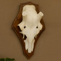 Rothirschschädel (ohne Geweih) AF 3,1 x 2,7 cm echter Schädel Skelette Kopf Trophäenschild
