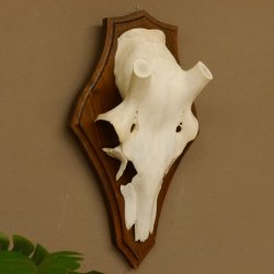 Rothirschschädel (ohne Geweih) AF 3,1 x 2,7 cm echter Schädel Skelette Kopf Trophäenschild