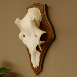 Rothirschschädel (ohne Geweih) AF 3,1 x 2,7 cm echter Schädel Skelette Kopf Trophäenschild