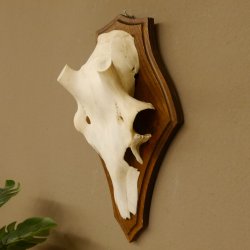 Rothirschschädel (ohne Geweih) AF 3,1 x 2,7 cm echter Schädel Skelette Kopf Trophäenschild