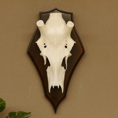 Rothirschschädel (ohne Geweih) AF 3,1 x 2,6 cm echter Schädel Skelette Kopf Trophäenschild