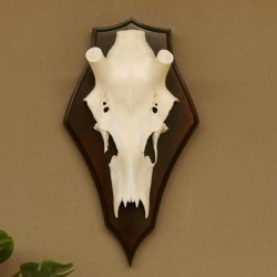 Rothirschschädel (ohne Geweih) AF 3,1 x 2,6 cm echter Schädel Skelette Kopf Trophäenschild