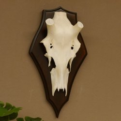 Rothirschschädel (ohne Geweih) AF 3,1 x 2,6 cm echter Schädel Skelette Kopf Trophäenschild