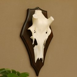 Rothirschschädel (ohne Geweih) AF 3,1 x 2,6 cm echter Schädel Skelette Kopf Trophäenschild