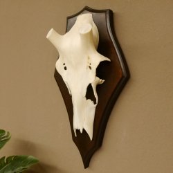 Rothirschschädel (ohne Geweih) AF 3,1 x 2,6 cm echter Schädel Skelette Kopf Trophäenschild