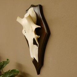 Rothirschschädel (ohne Geweih) AF 3,1 x 2,6 cm echter Schädel Skelette Kopf Trophäenschild