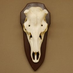Rothirschschädel (ohne Geweih) AF 4 x 3,6 cm echter Schädel ganzer Nase Skelette Kopf Trophäenschild