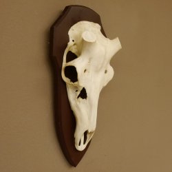 Rothirschschädel (ohne Geweih) AF 4 x 3,6 cm echter Schädel ganzer Nase Skelette Kopf Trophäenschild