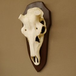 Rothirschschädel (ohne Geweih) AF 4 x 3,6 cm echter Schädel ganzer Nase Skelette Kopf Trophäenschild