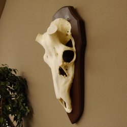 Rothirschschädel (ohne Geweih) AF 4 x 3,6 cm echter Schädel ganzer Nase Skelette Kopf Trophäenschild