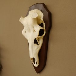 Rothirschschädel (ohne Geweih) AF 4 x 3,6 cm echter Schädel ganzer Nase Skelette Kopf Trophäenschild