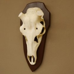 Rothirschschädel (ohne Geweih) AF 4 x 3,6 cm echter Schädel ganzer Nase Skelette Kopf Trophäenschild